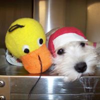 Dog and duck