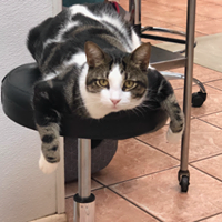 cat on stool