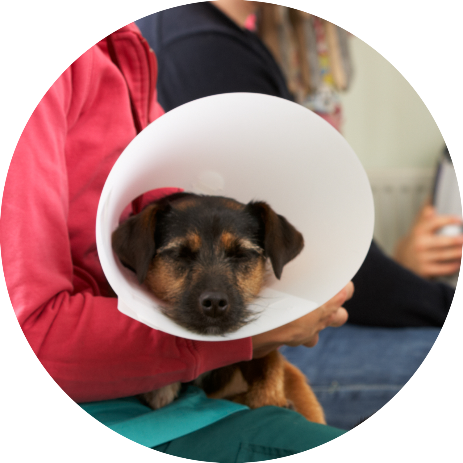 Cruciate Ligament Surgery in Dogs (Torn ACL) Cruciate Ligament Surgery in Dogs (Torn ACL)