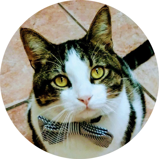 Cat with Tie