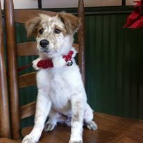 dog on chair