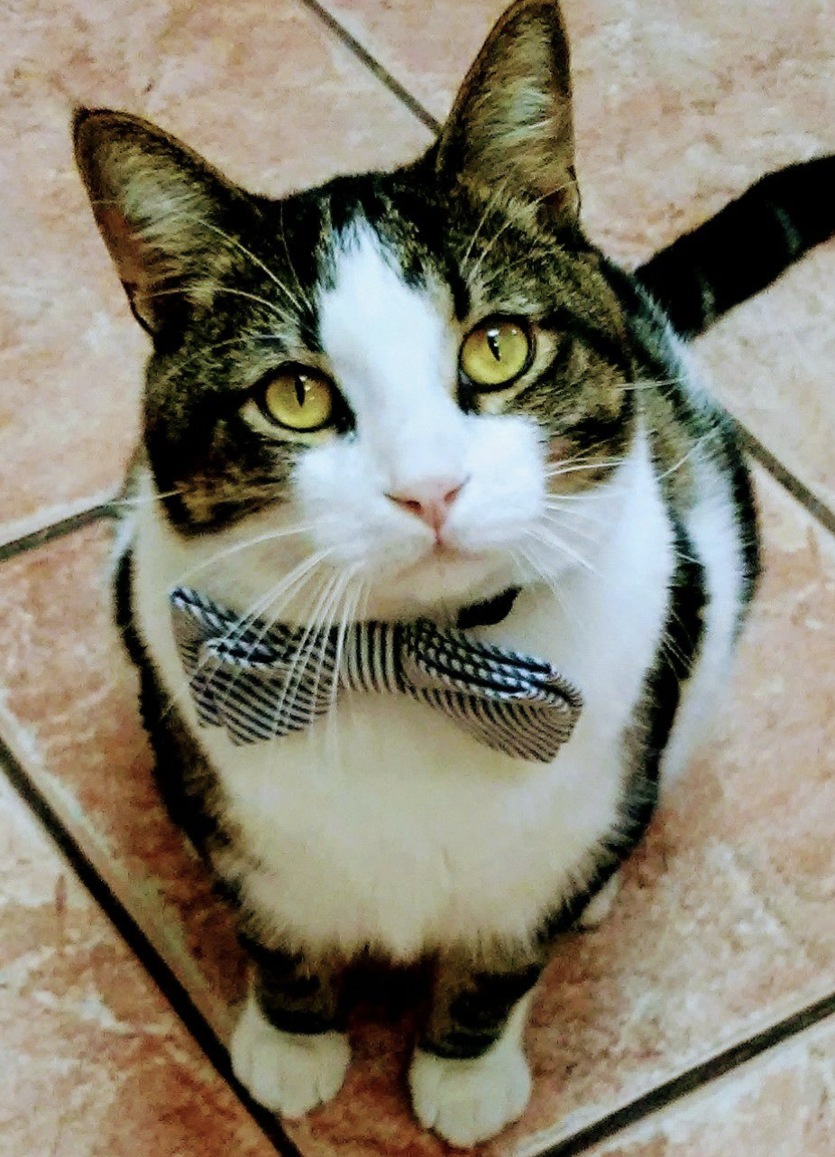 cat in tie