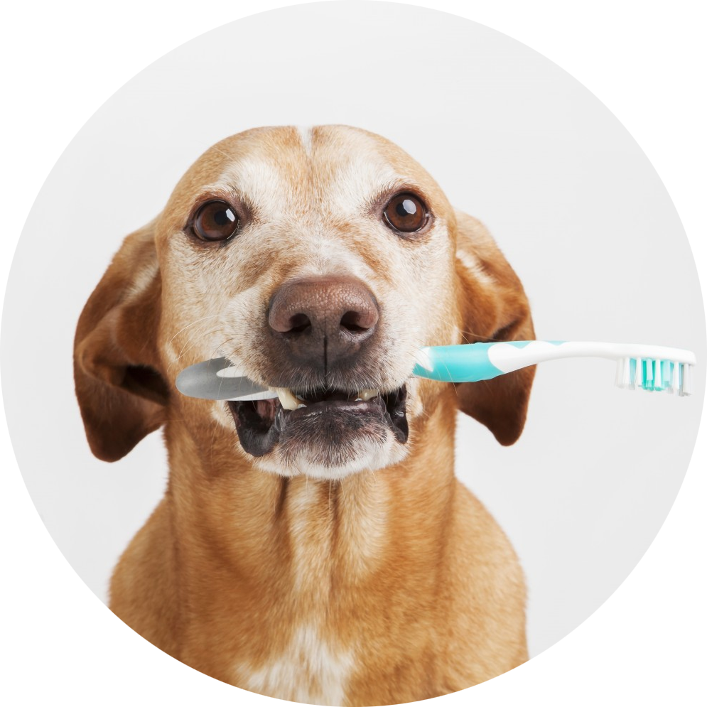 Dental Care for Pets