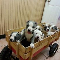 wagon of puppies