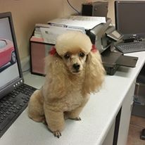 poodle