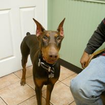 doberman