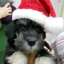 dog in santa hat