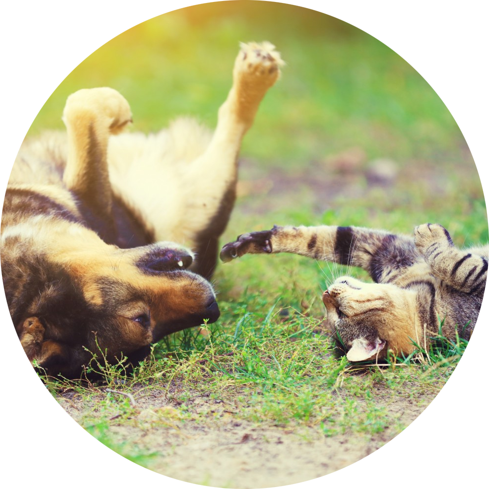 Laser Therapy Laser Therapy