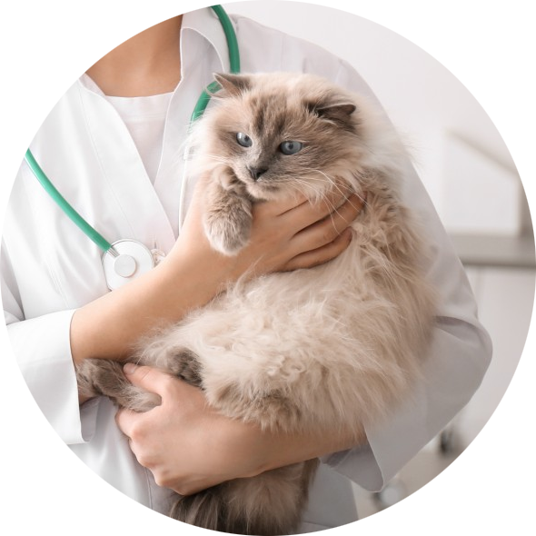 Ultrasound Ultrasound